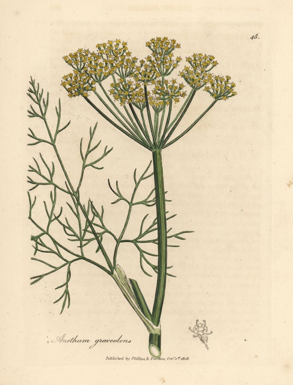 Gulblommig dill, Anethum graveolens av James Sowerby