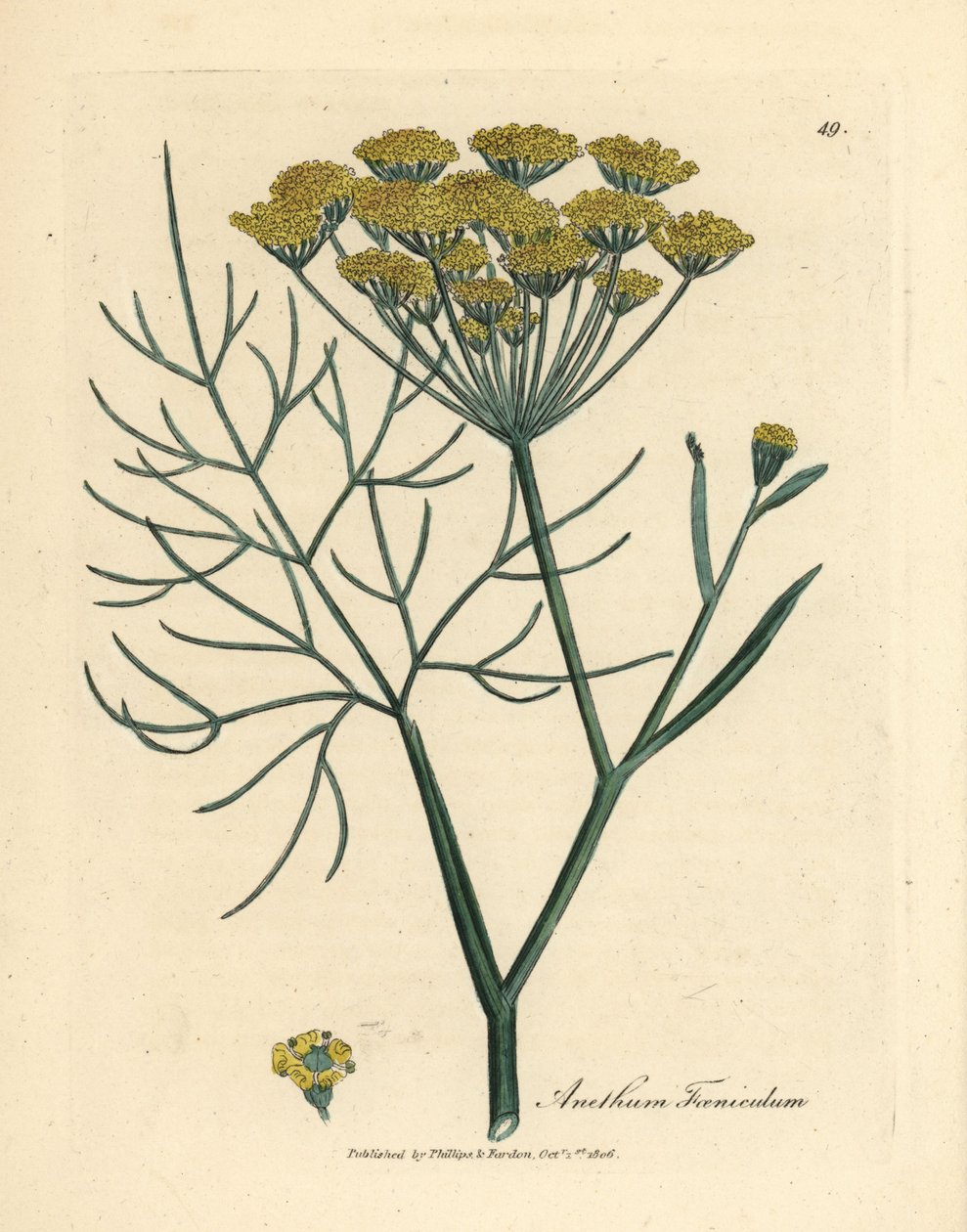 Gulblommig fänkål, Anethum foeniculum av James Sowerby
