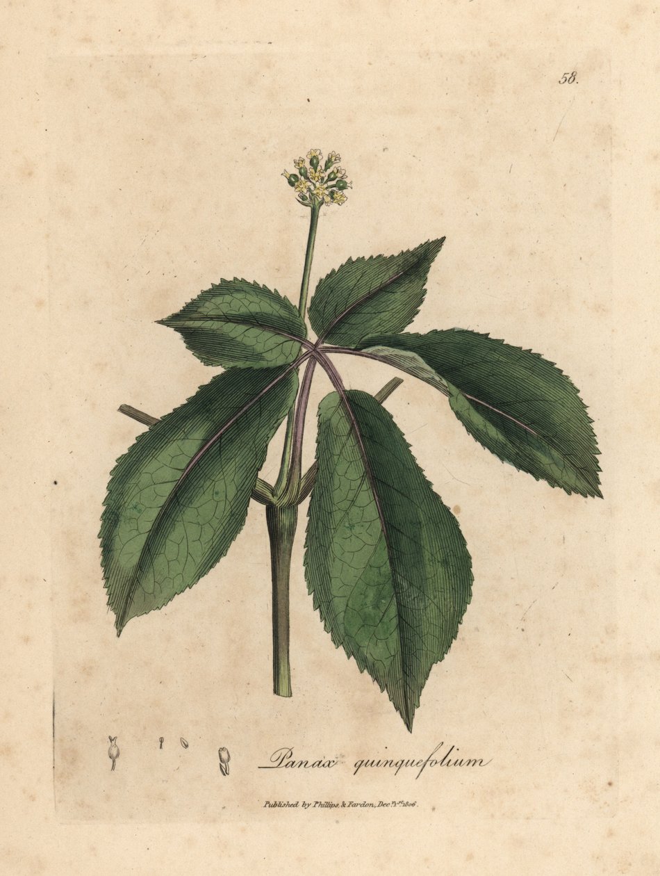 Gulblommig ginsengväxt, Panax quinquefolium av James Sowerby