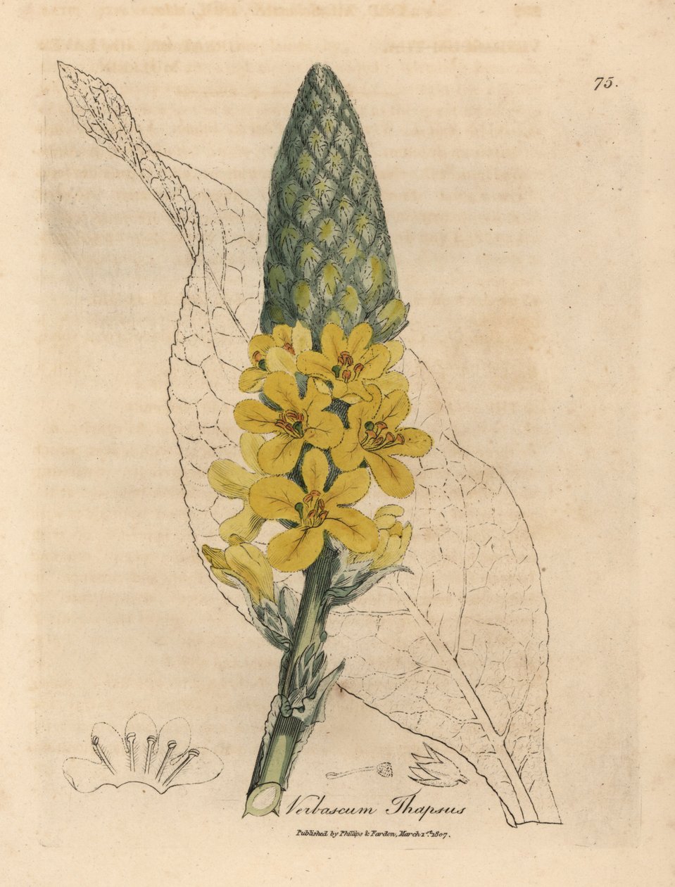Gulblommig stor bredbladig mullein, Verbascum thapsus av James Sowerby