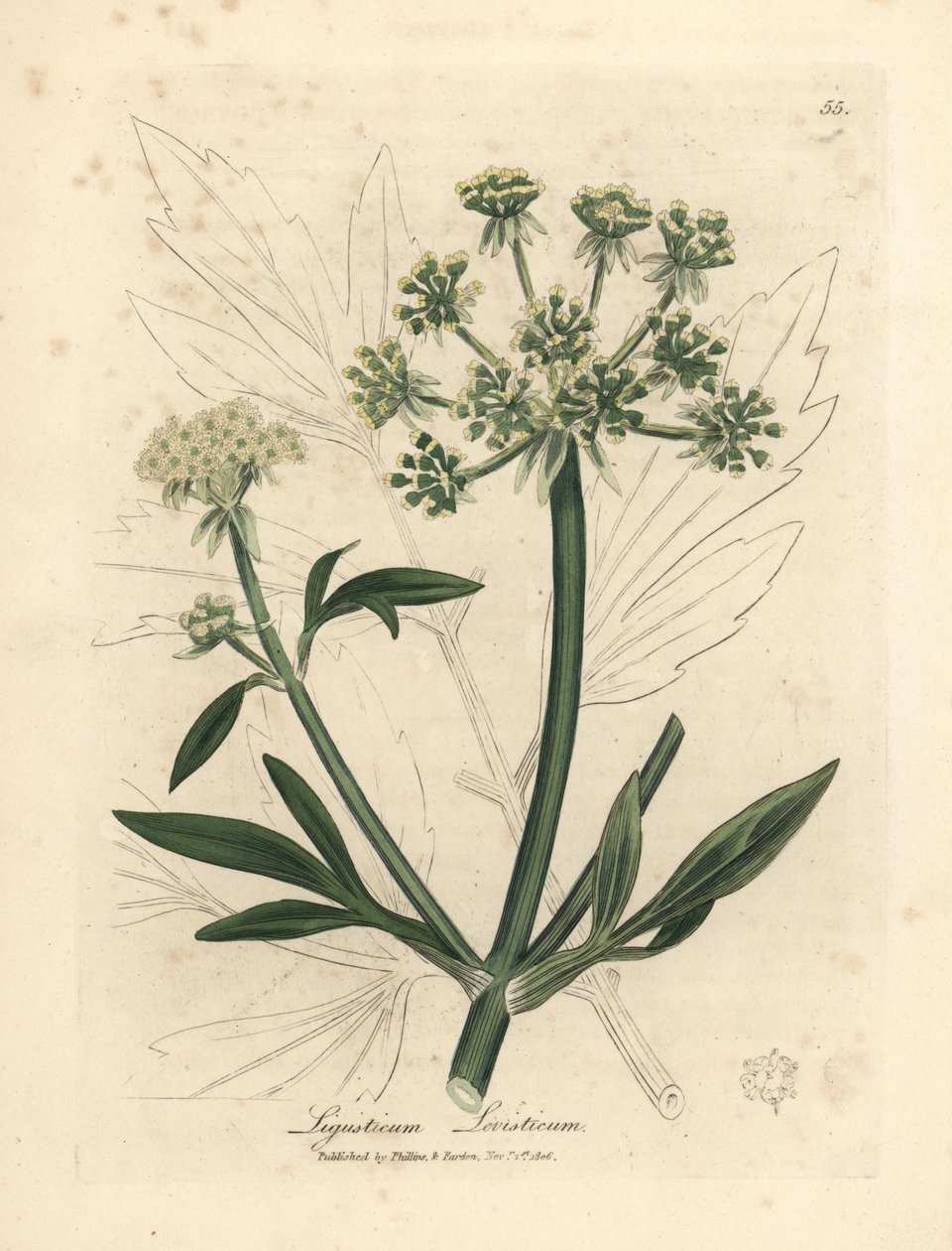 Gulblommig libbsticka, Ligusticum levisticum av James Sowerby