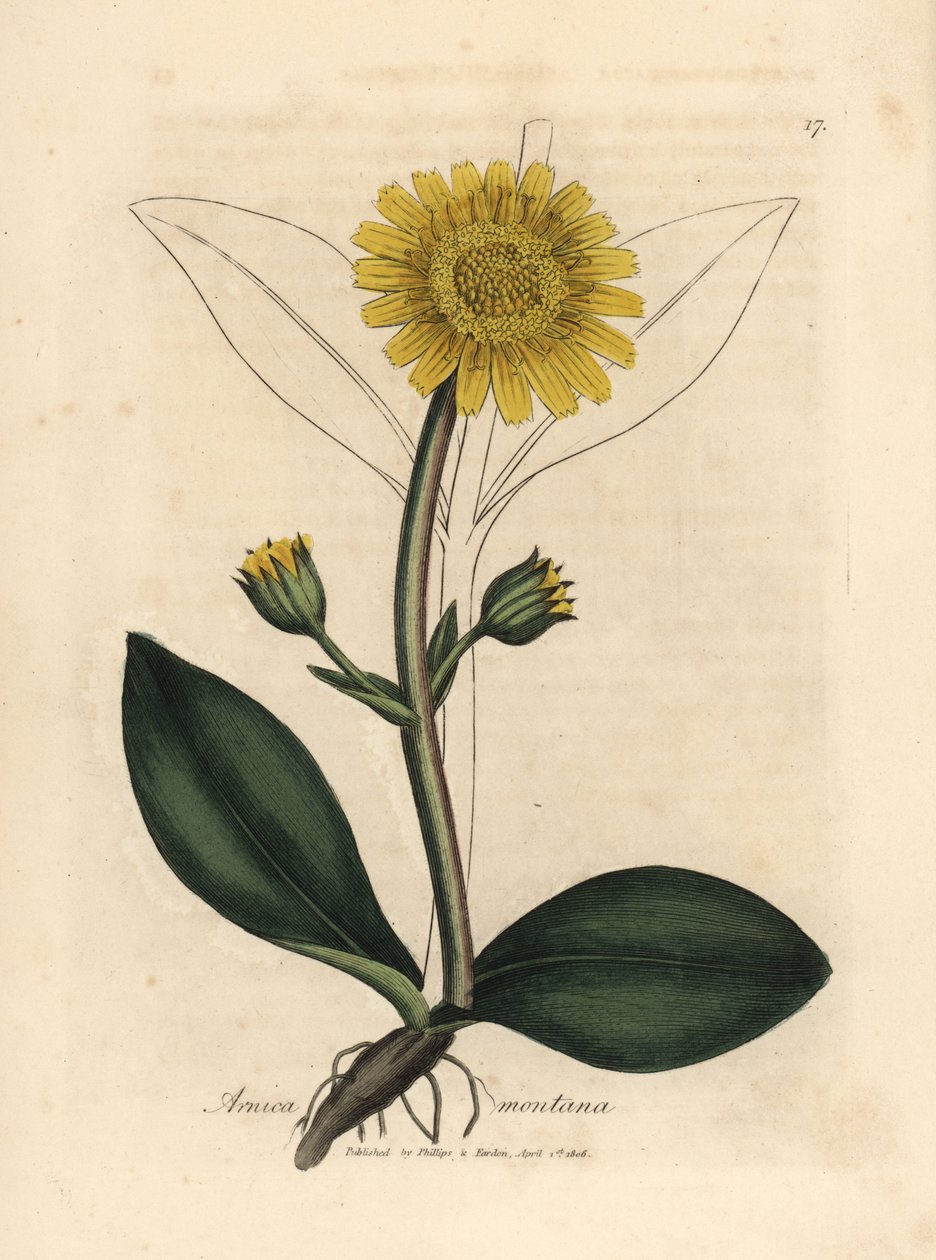 Gulblommig bergsarnica, Arnica montana av James Sowerby
