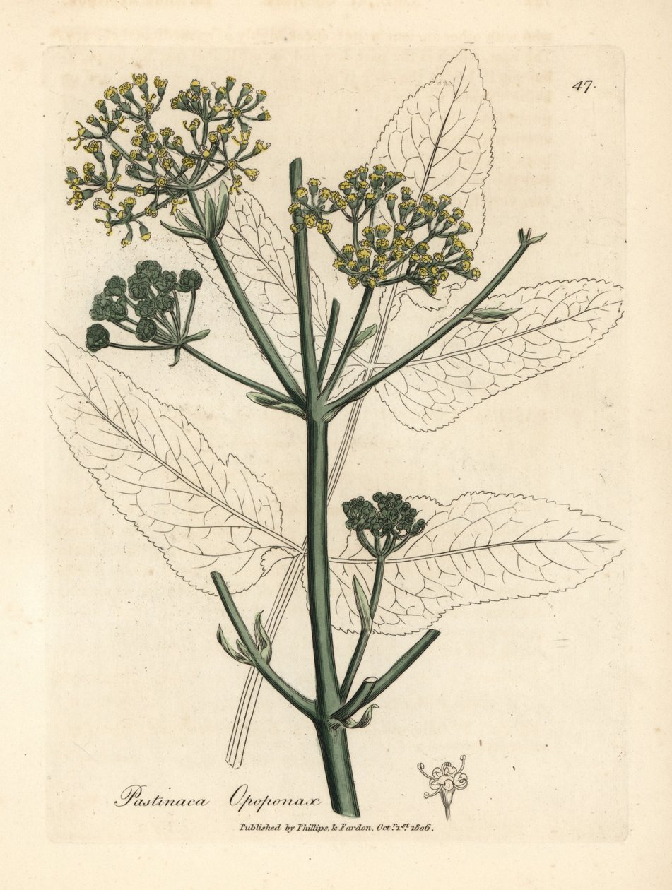 Gulblommig opopanax eller grov palsternacka, Pastinaca opopanax av James Sowerby