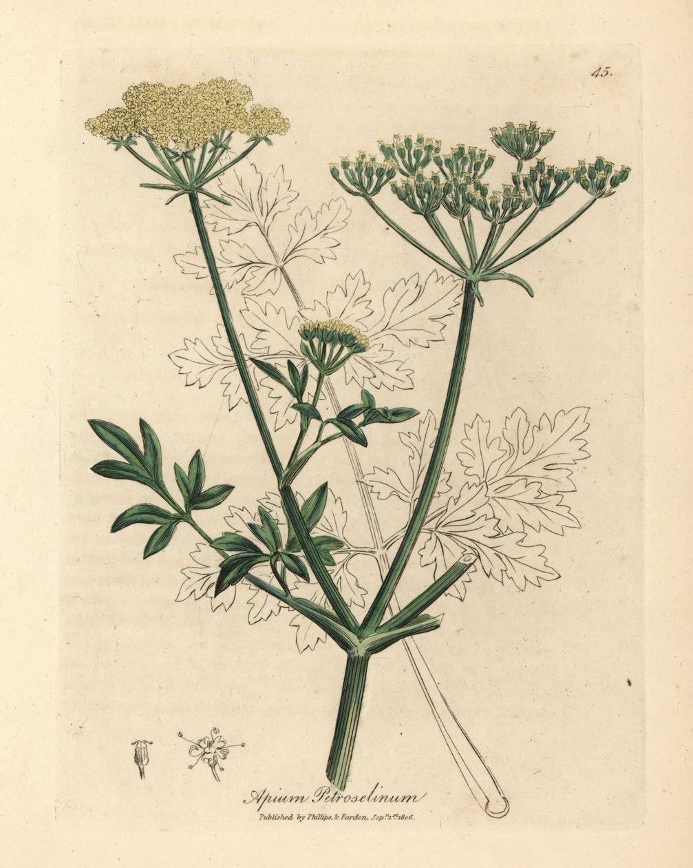Gulblommig persilja, Apium petroselinum av James Sowerby