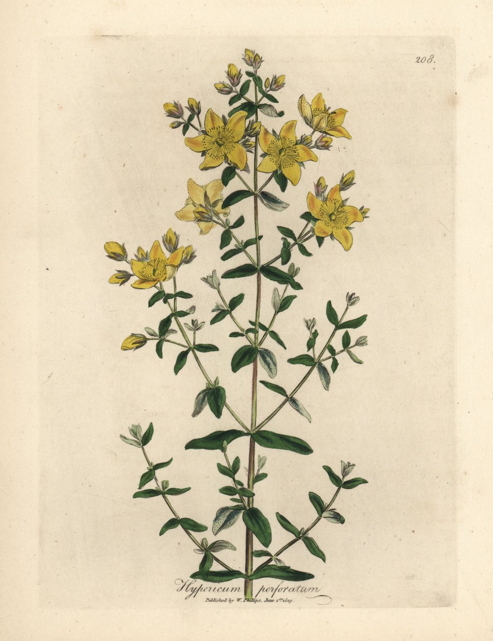 Gulblommig perforerad johannesört, Hypericum perforatum av James Sowerby