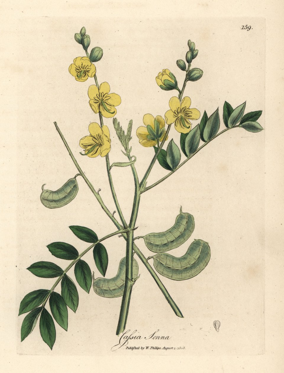 Gulblommig senna eller egyptisk kassia med fröskidor, Cassia senna av James Sowerby