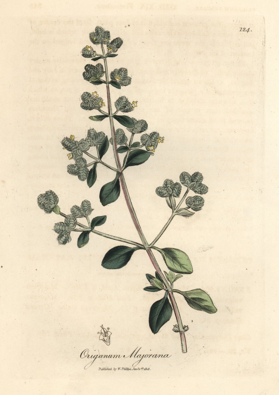Gulblommig söt mejram, Origanum majorana av James Sowerby