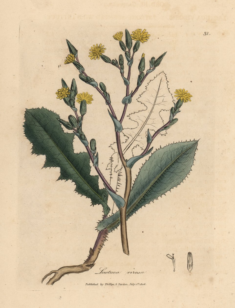 Gulblommig vildsallat, Lactuca virosa av James Sowerby