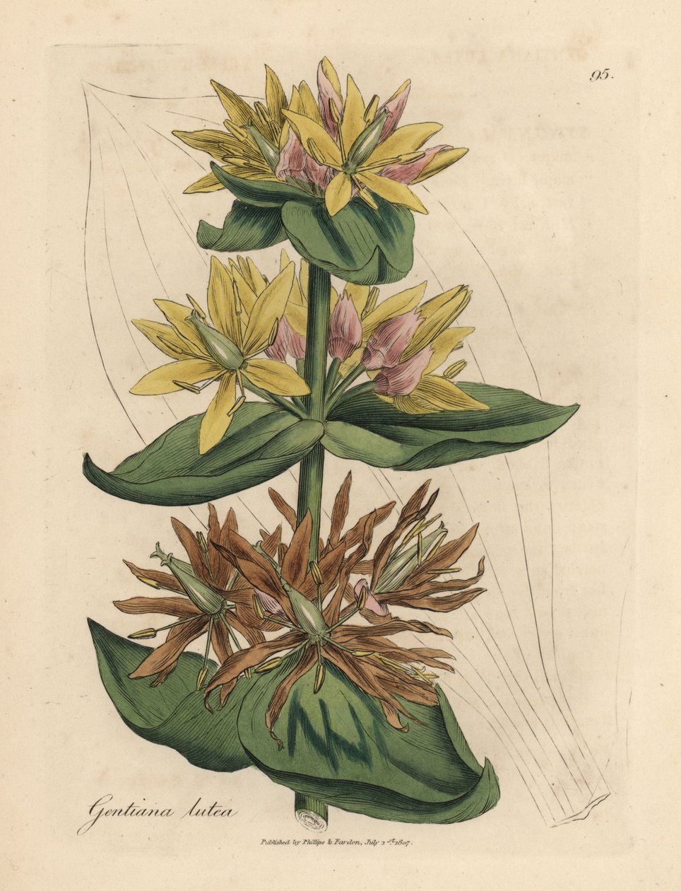 Gul gentiana, Gentiana lutea av James Sowerby
