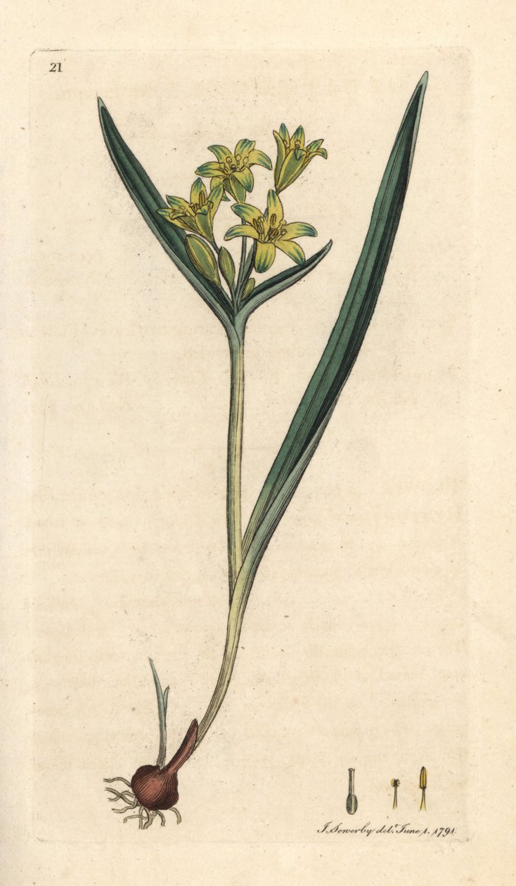 Gul stjärna i Betlehem, Gagea lutea (Ornithogalum luteum) (gagee jaune) Handfärgad kopparstick efter en illustration av James Sowerby från James Smith