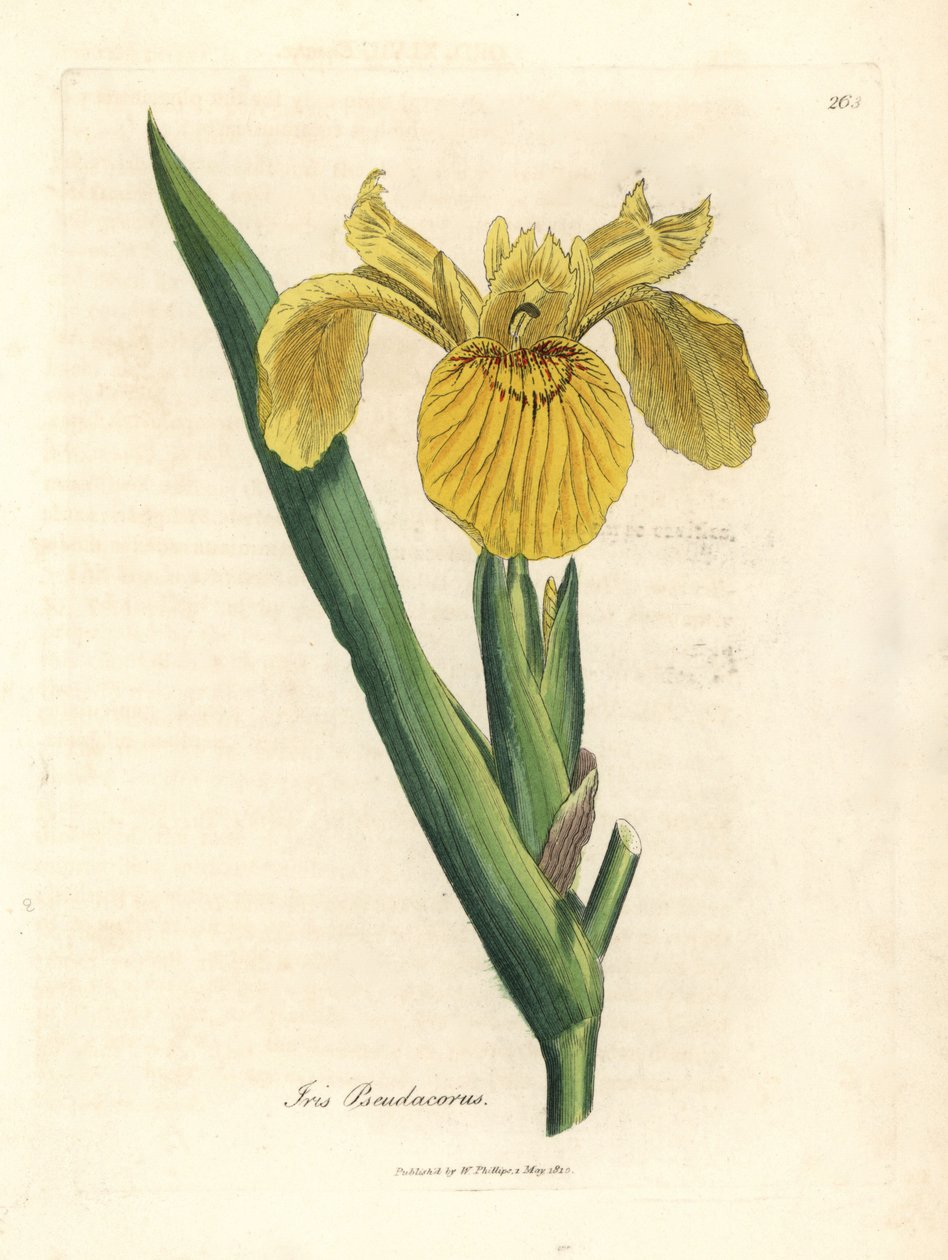 Gul vattenflagga, Iris pseudacorus av James Sowerby