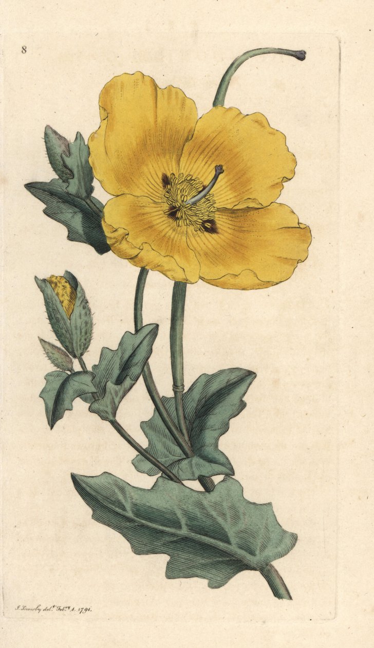 Gulhornsvallmo, Glaucium flavum (Chelidonium glaucium) Handfärgad kopparstick efter en illustration av James Sowerby från James Smith