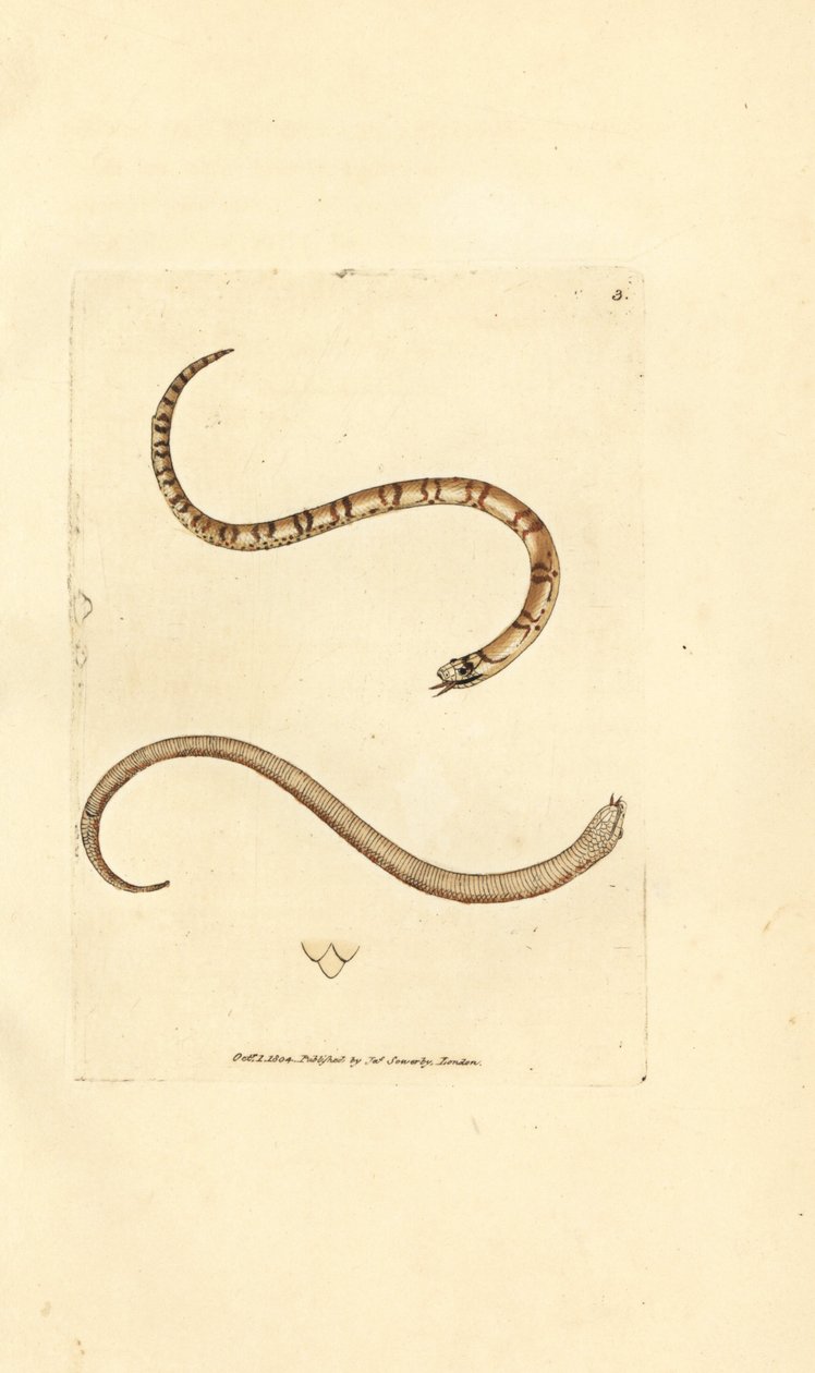 Ung slät orm, Coronella austriaca (Dumfriesshire orm, Coluber dumfrisiensis). Handkolorerad kopparstick av James Sowerby från The British Miscellany, eller färgade figurer av nya, sällsynta eller föga kända djurämnen. av James Sowerby