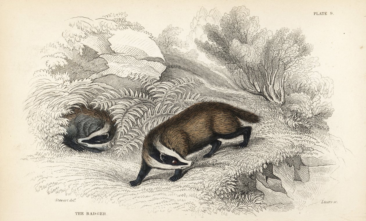 Europeisk grävling, Meles meles (Meles taxus). Handfärgad stålstick av Lizars efter en illustration av James Stewart från William Jardines Naturalist