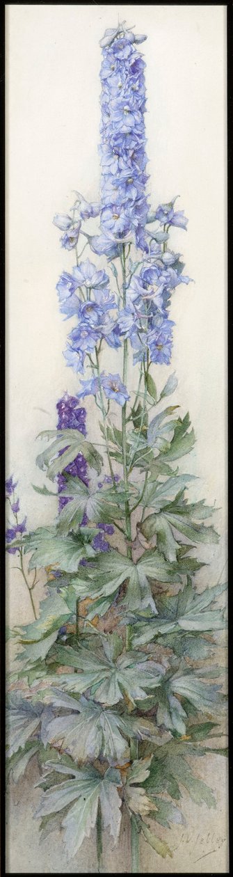 Delphiniums, ca 1920 av James Valentine Jelley