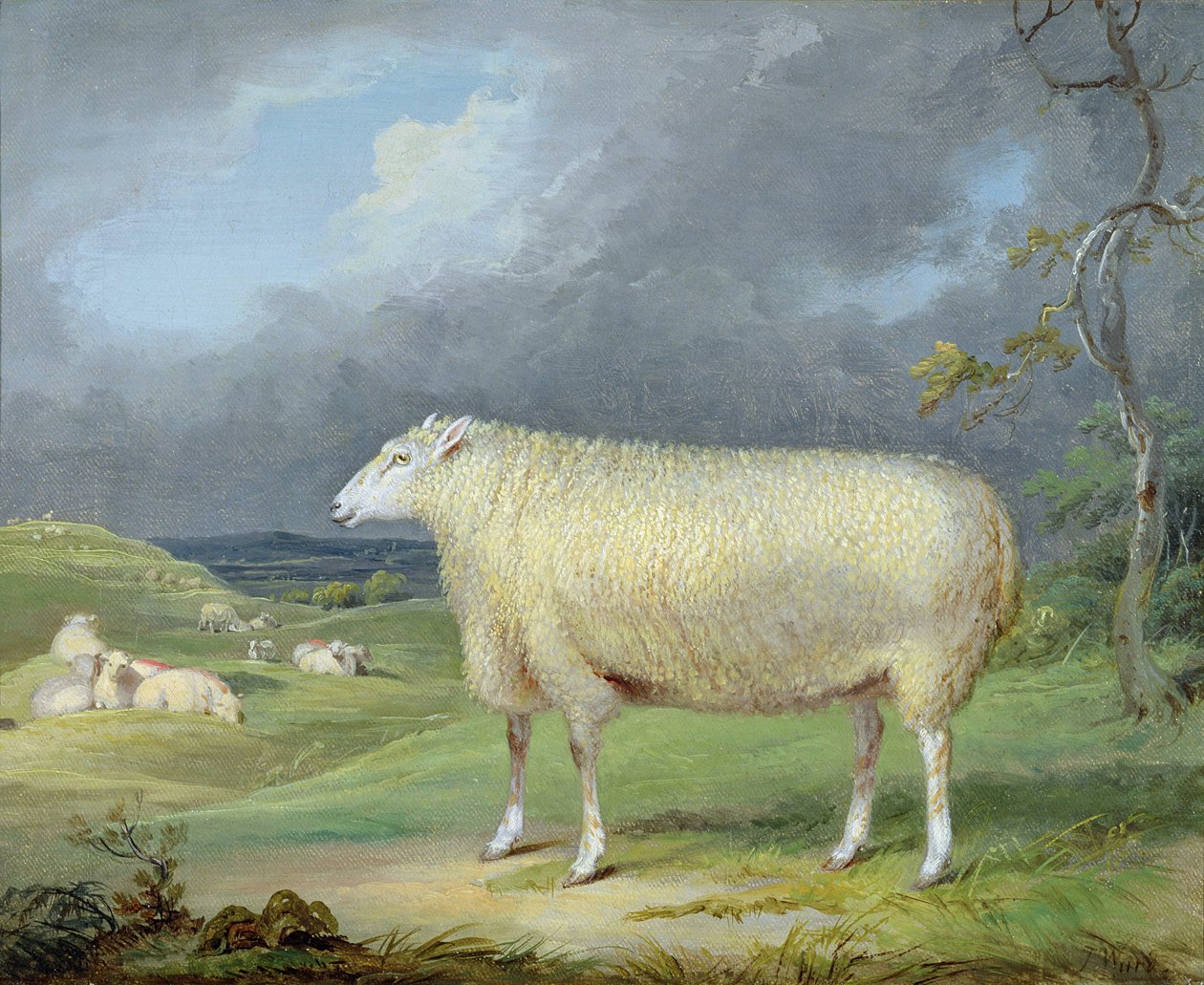 A Border Leicester Ewe (olja på duk) av James Ward
