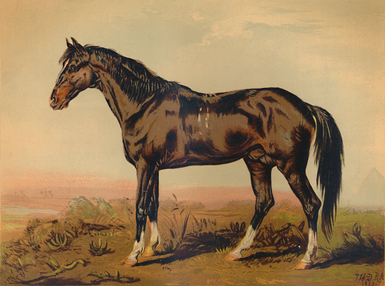 En Dongolahäst, c1850, c1879. av James Ward
