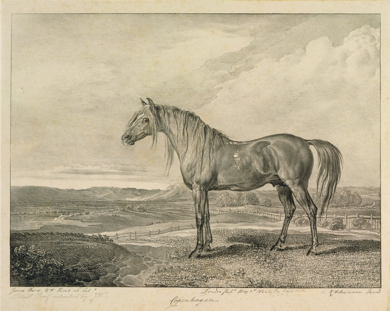 Köpenhamn, från "Celebrated Horses", en serie på fjorton tävlingsbilder som konstnären publicerade 1823-24. av James Ward