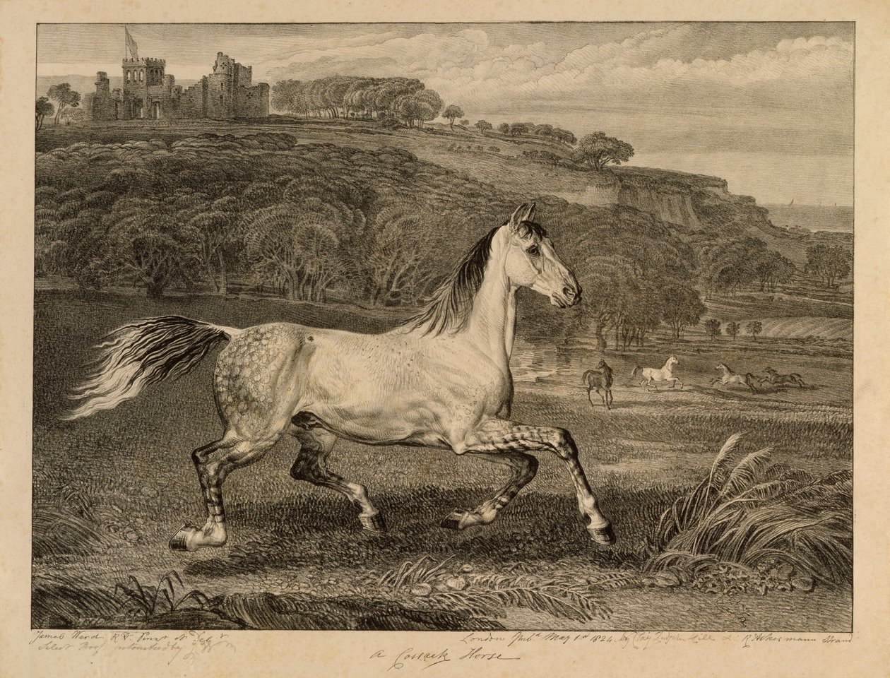 Cossack Horse, från Celebrated Horses, en uppsättning av fjorton racingtryck publicerade av konstnären, 1823-24 av James Ward