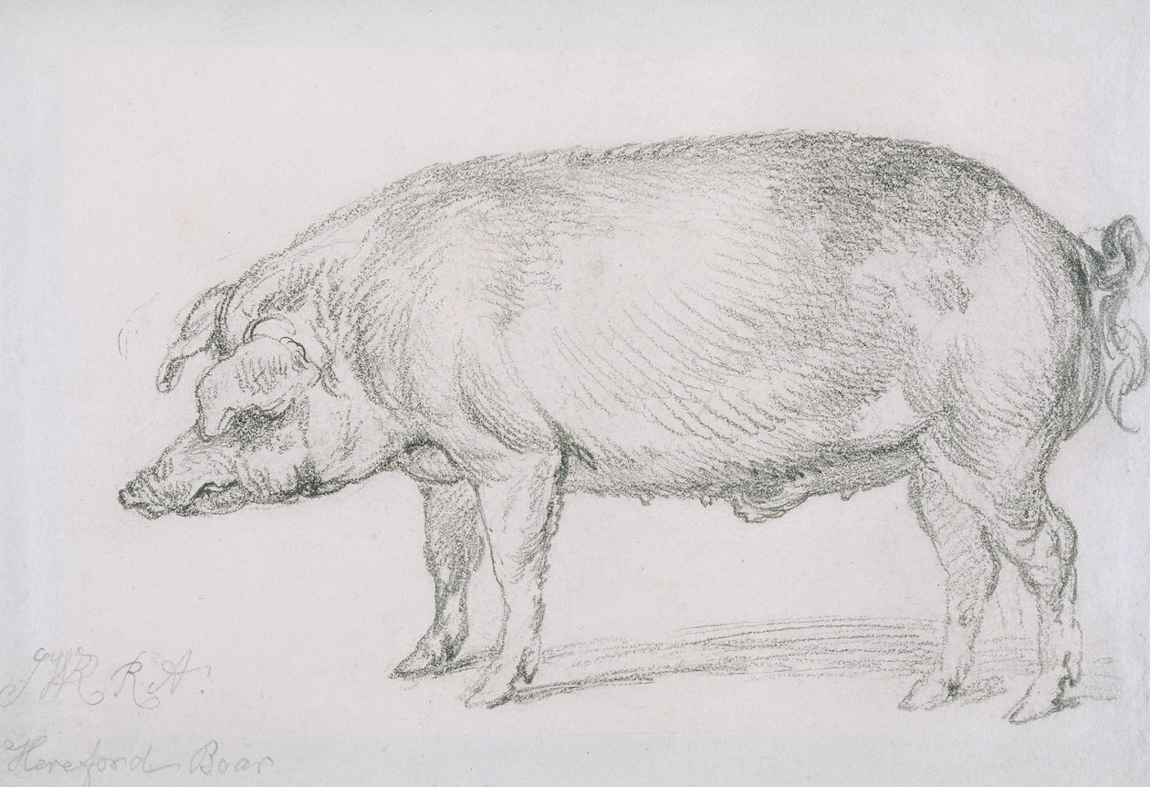 Hereford Boar, c.1803-04 (penna på papper) av James Ward