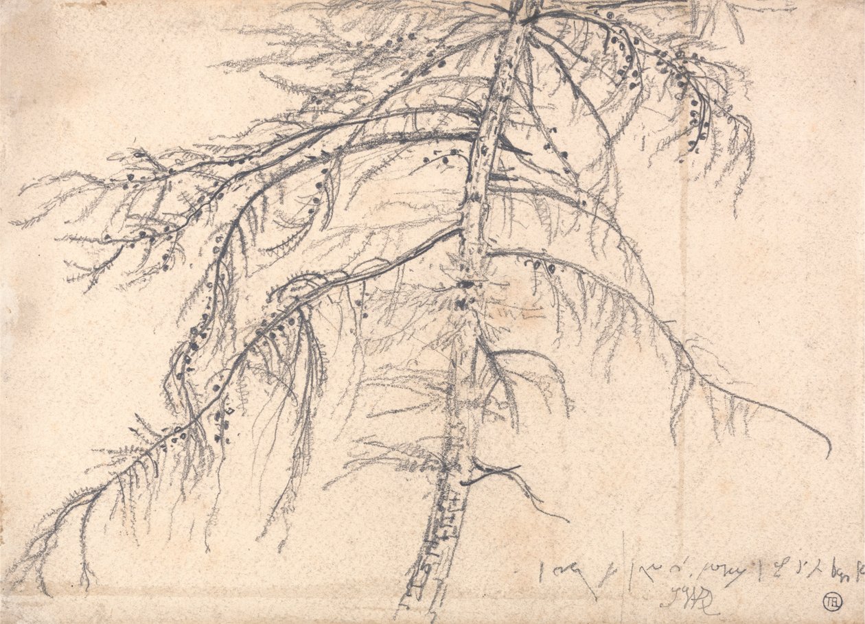 Lärkträd av James Ward