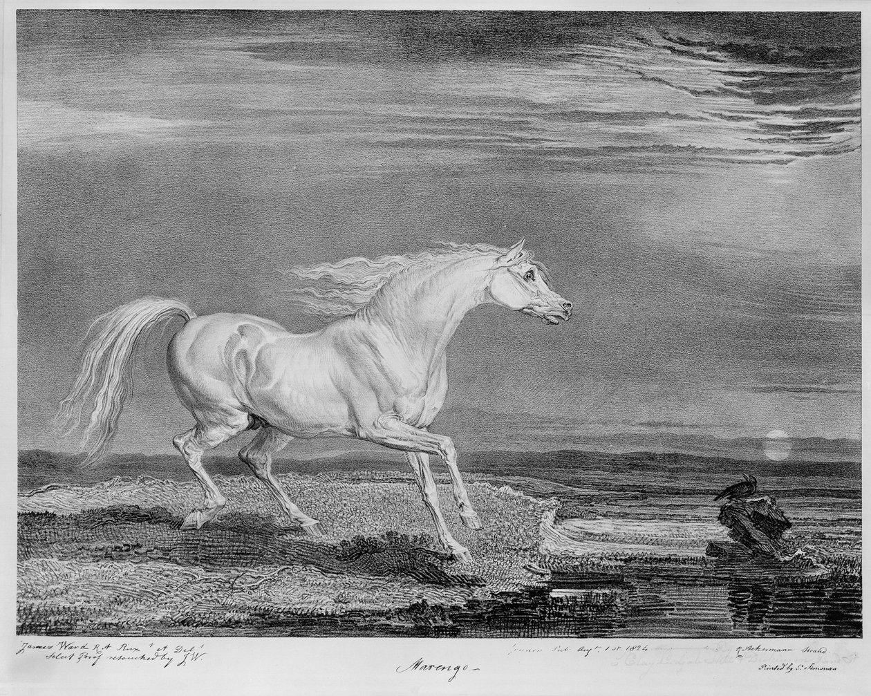 "Marengo", Napoleon I:s favoritladdare, ca 1815 av James Ward