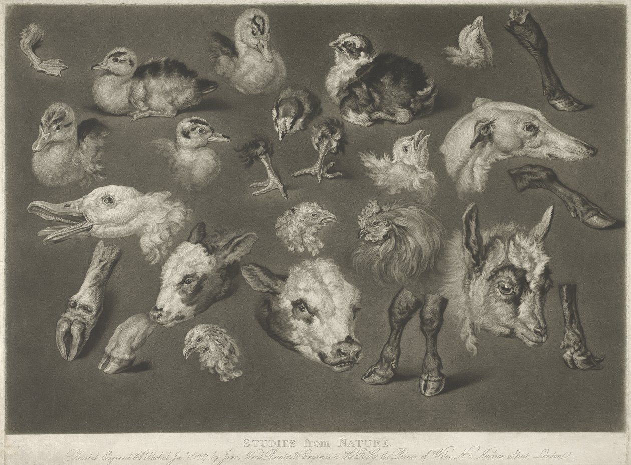 Studier från naturen, 1807 av James Ward