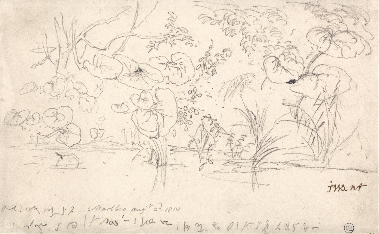 Studier av växter, 2 augusti 1815 av James Ward