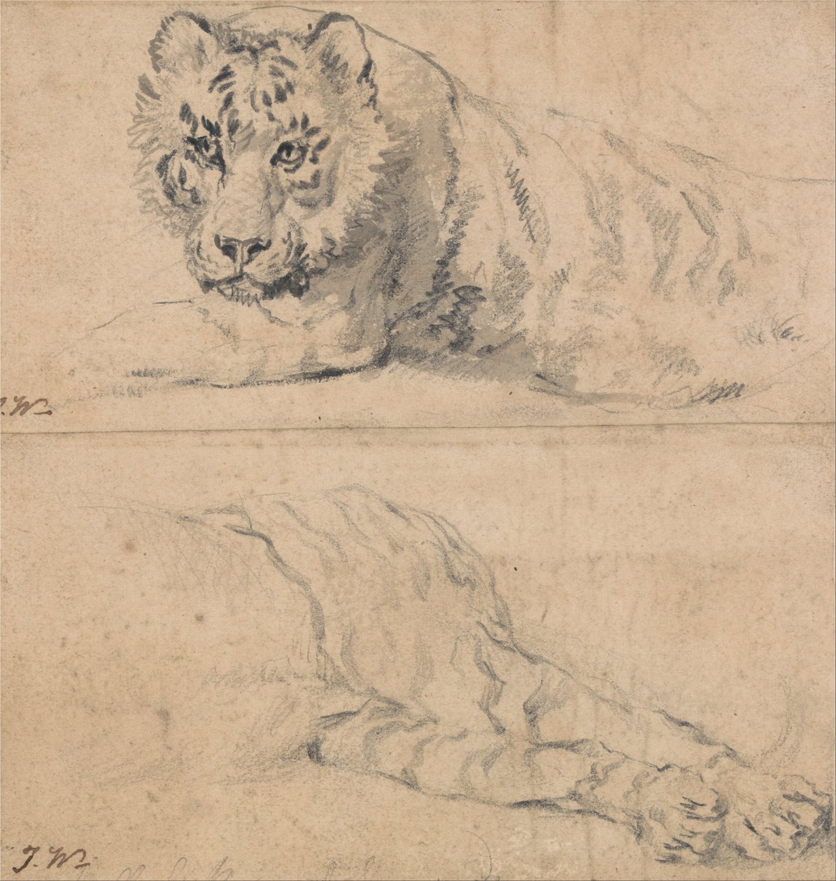 Studier av en tiger; ovan, huvud och axlar; nedan, bakdel av James Ward
