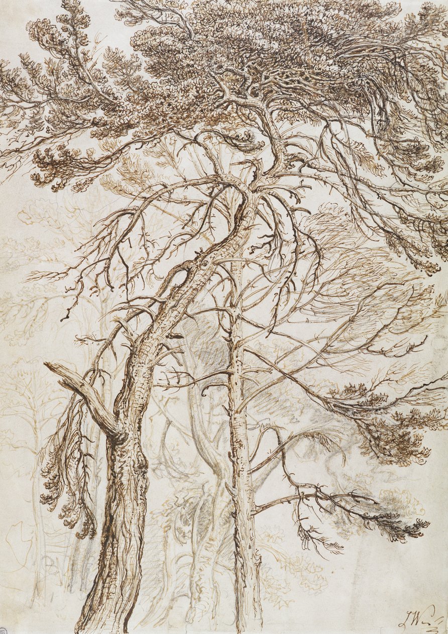 Trädstudie (penna, bläck och blyertspenna på papper) av James Ward