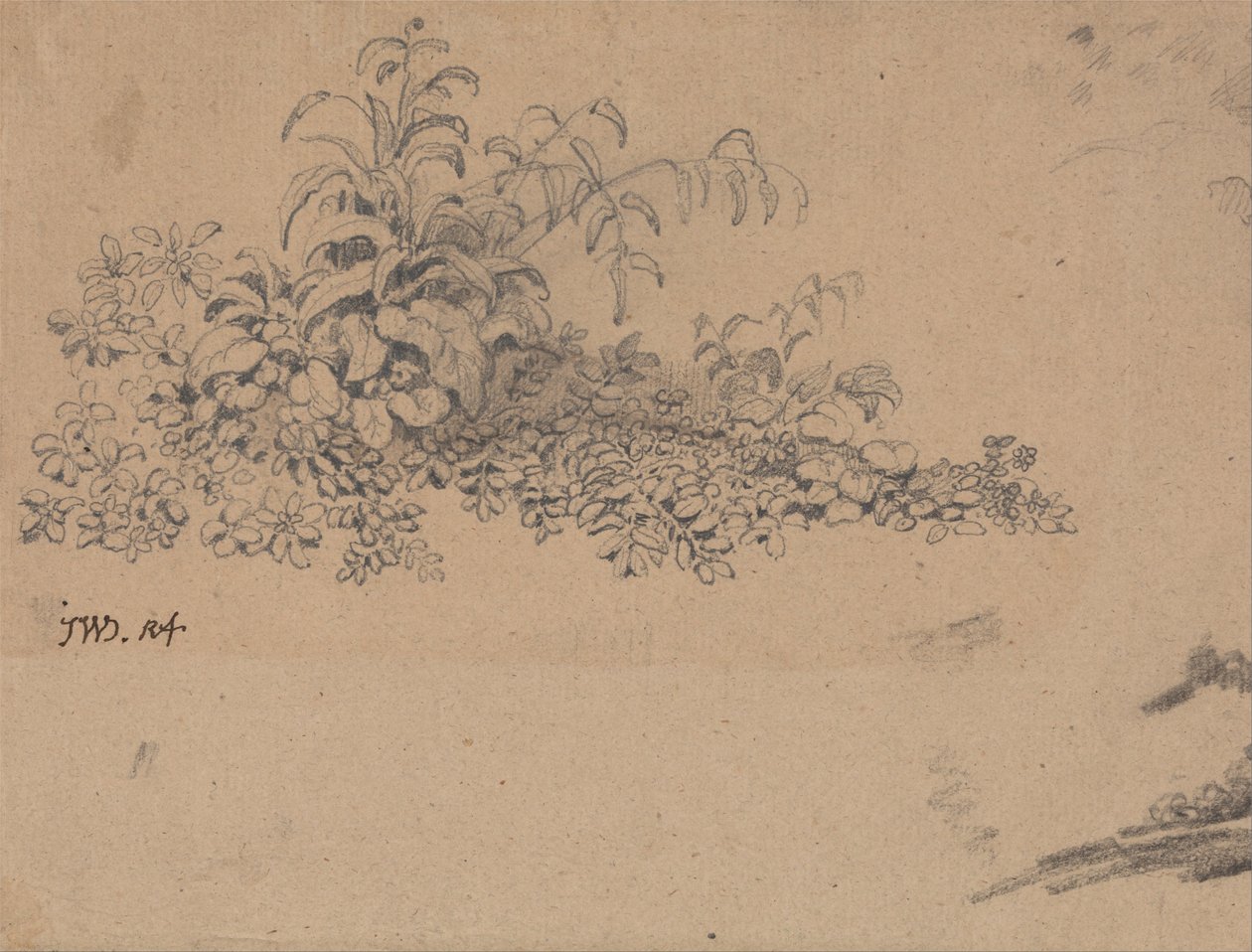 Studie av undervegetation av James Ward