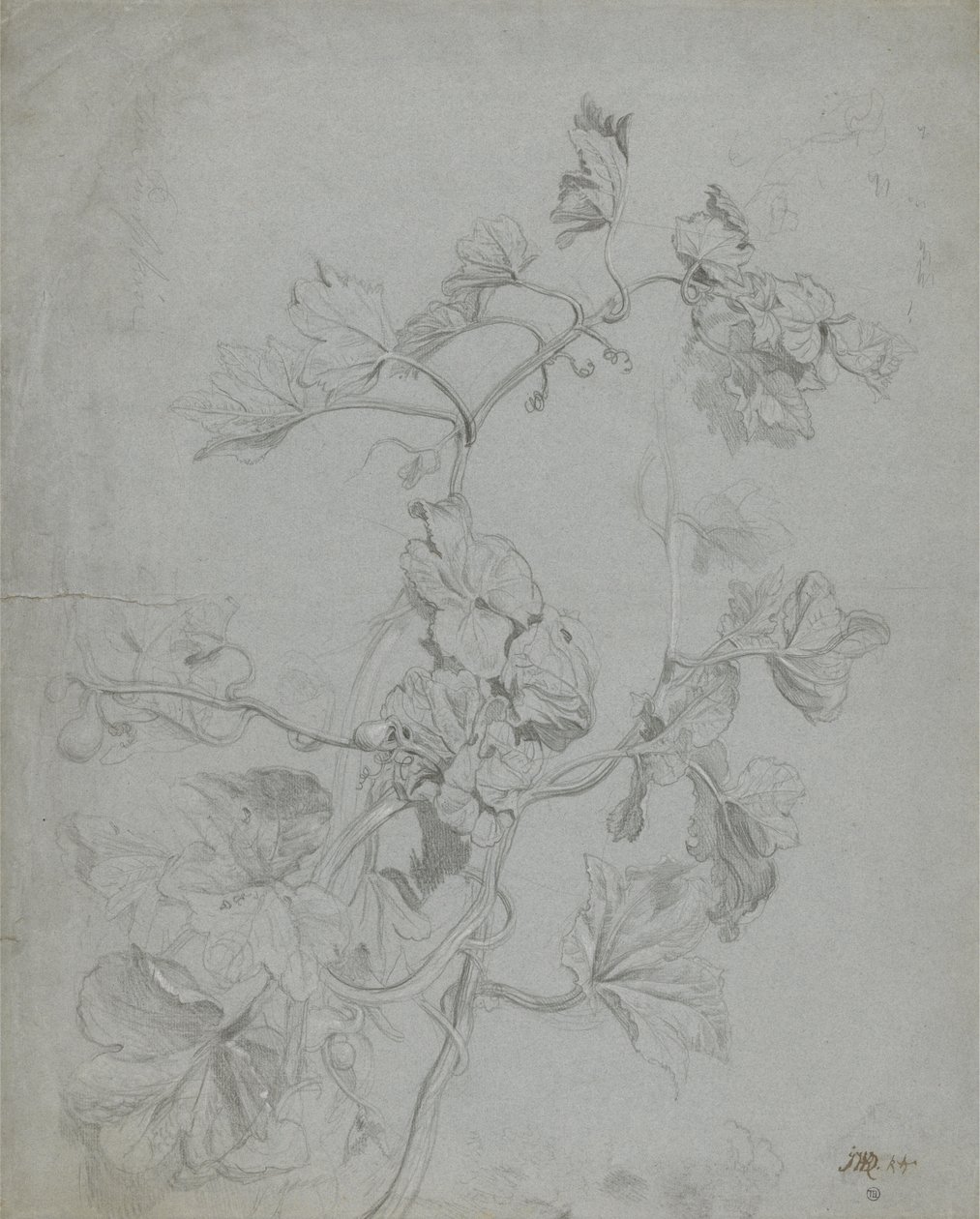 Studie av en klätterväxt (Pumpkin Family) (penna förhöjd med vitt på blått papper) av James Ward