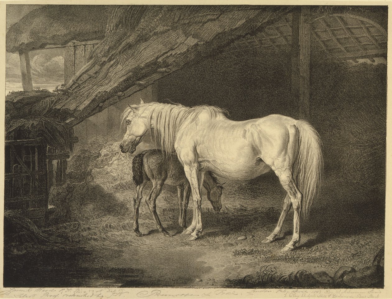Primrose and Foal, från Celebrated Horses, en uppsättning av fjorton racingtryck publicerade av konstnären, 1823-24 av James after Ward