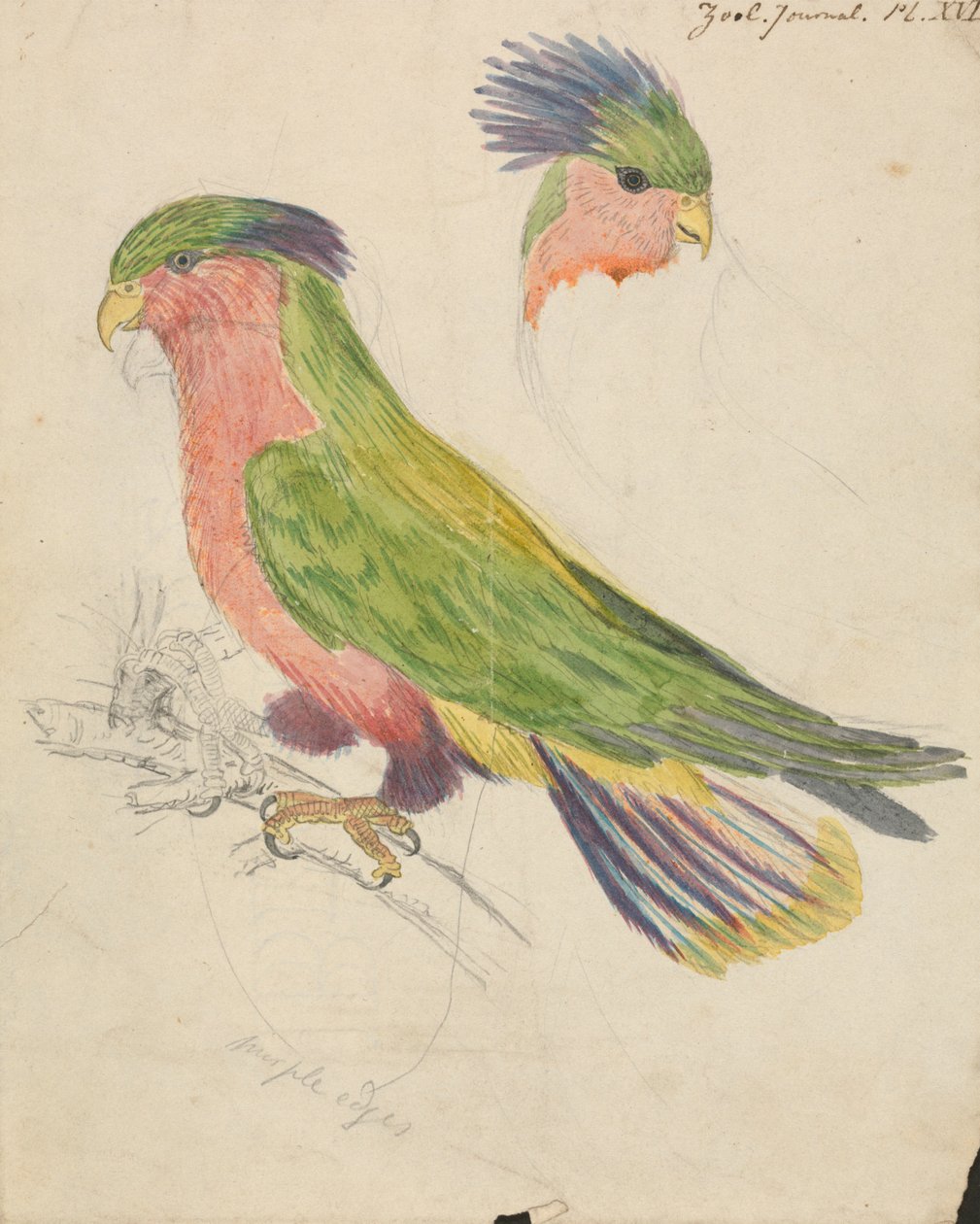 En kakadua av James de Carle Sowerby