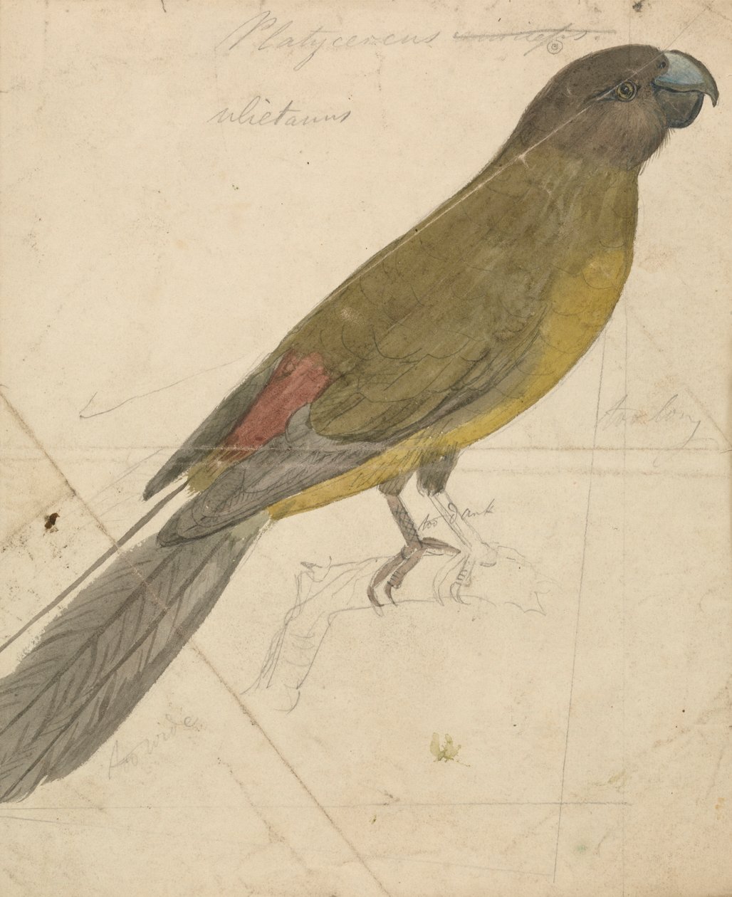 En papegoja av James de Carle Sowerby