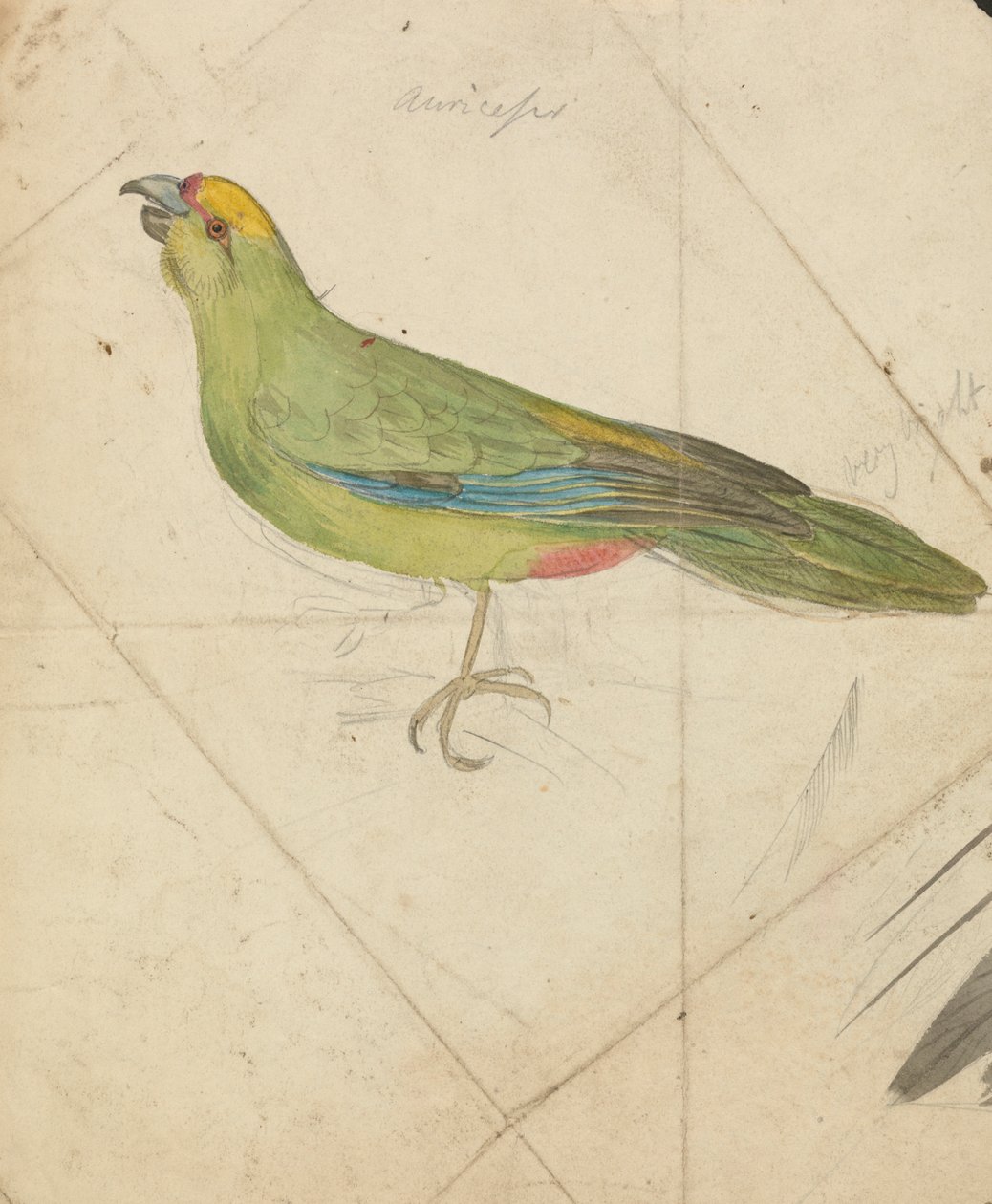 En papegoja av James de Carle Sowerby