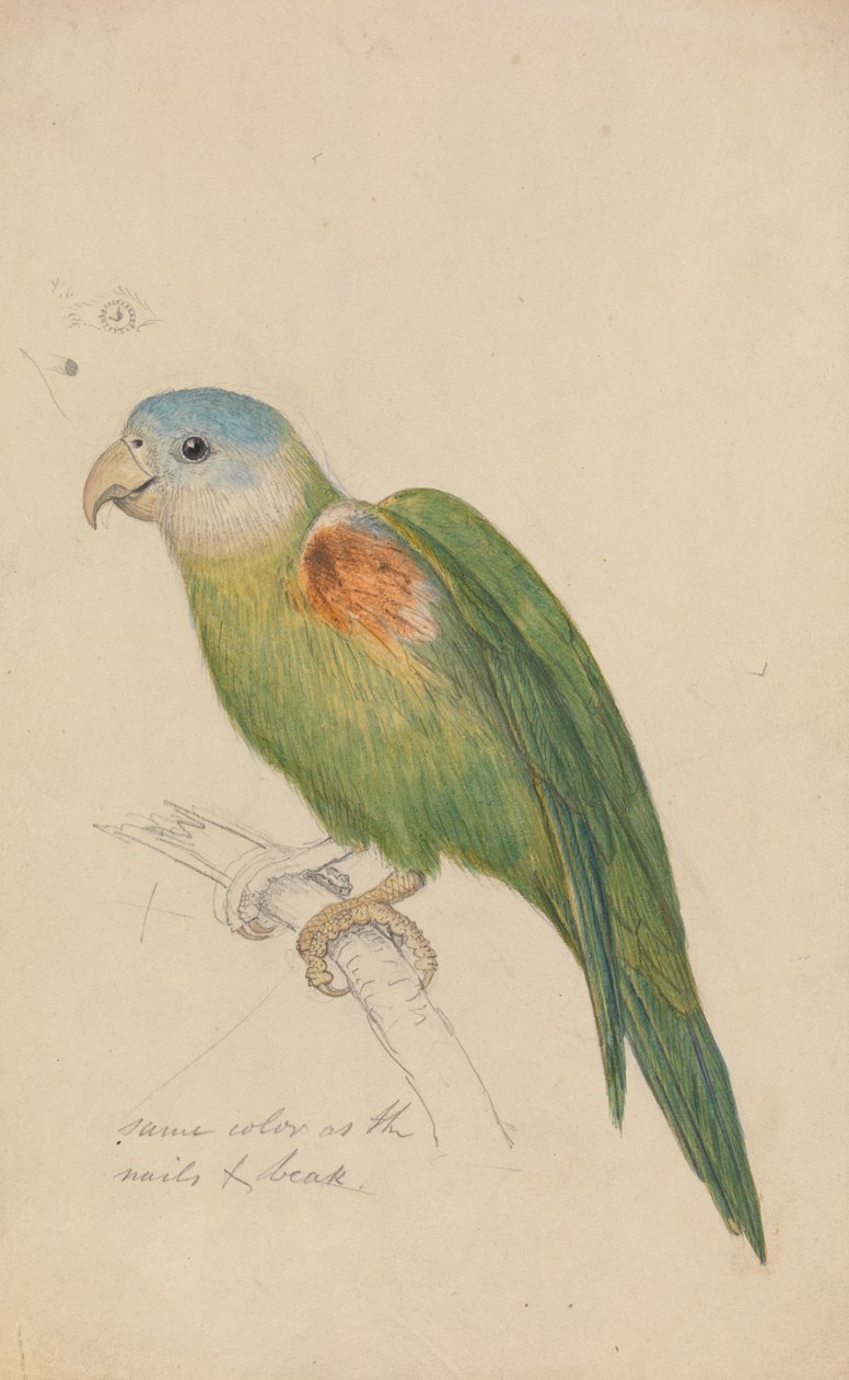 En papegoja av James de Carle Sowerby