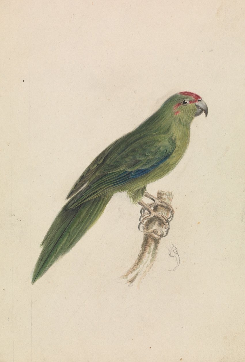En papegoja av James de Carle Sowerby
