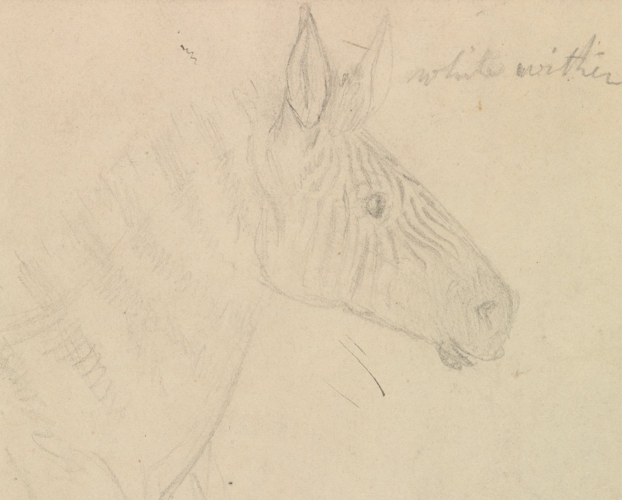 Zebra av James de Carle Sowerby