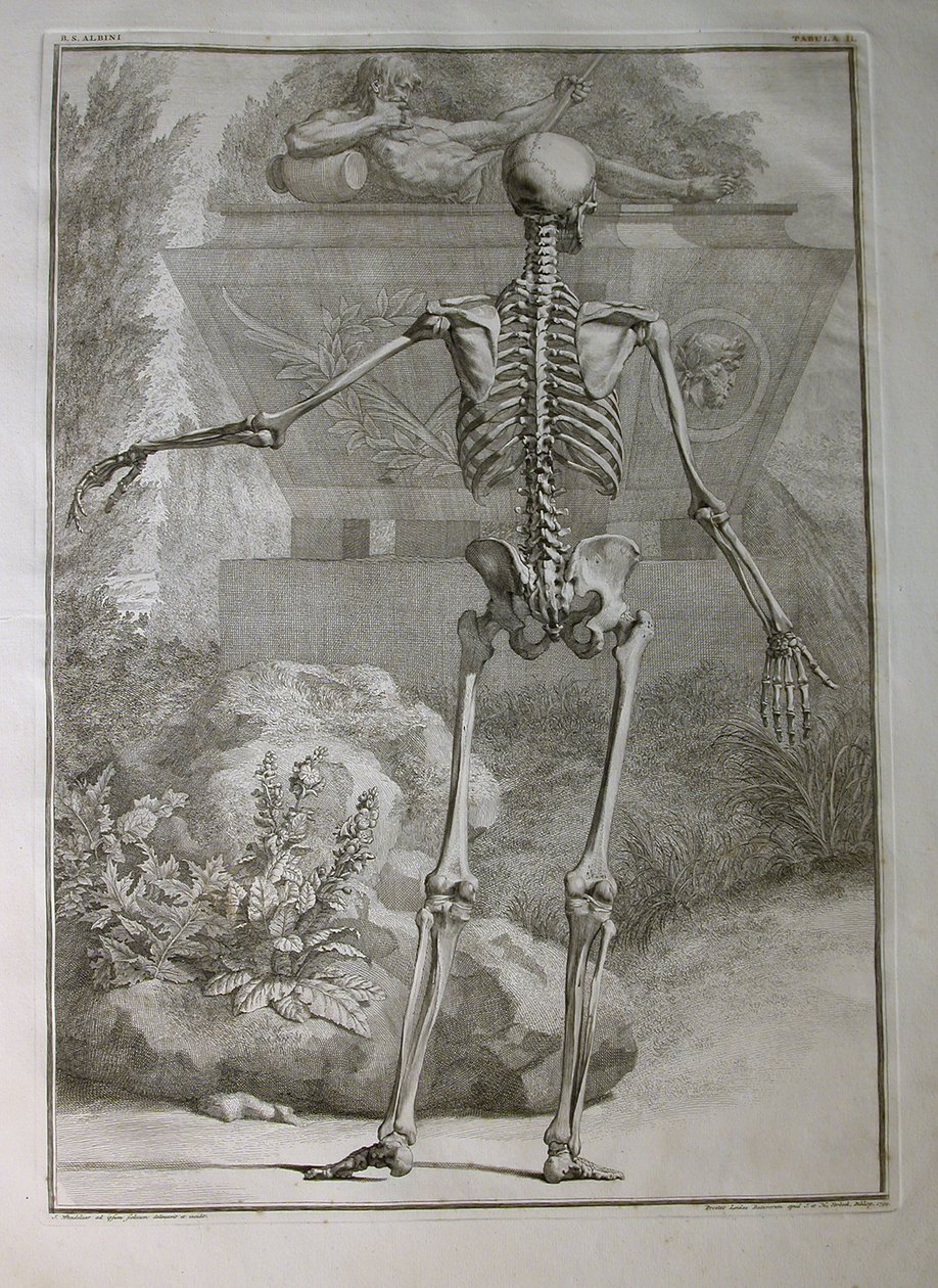 Albinus I, Pl. II: Skelett, illustration från "Tabulae sceleti et musculorum corporis humani" av Bernhard Siegfried Albinus (1697-1770), utgiven av J.undH. Verbeek, bibliop., Leiden, 1740 (gravyr). av Jan Wandelaar
