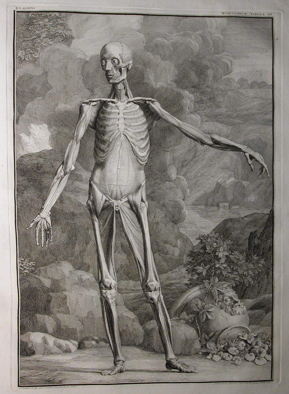 Albinus I, Pl. III: Muskulatur, illustration från 