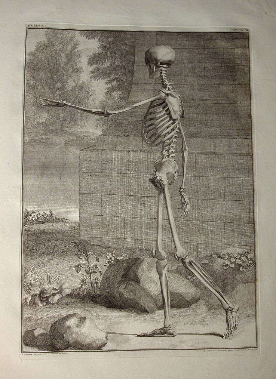 Albinus I, Pl. III: Skelett, illustration från 