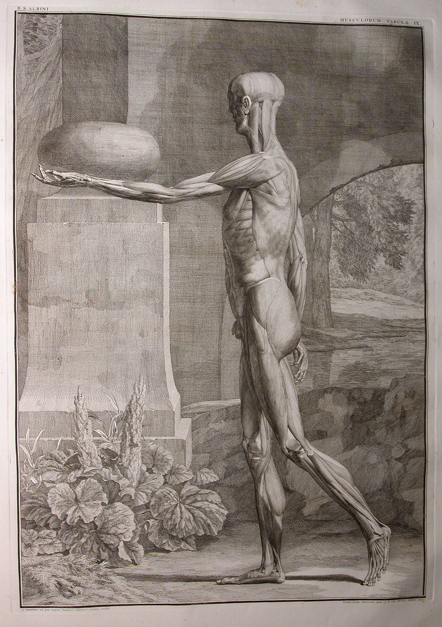 Albinus I, Pl. IX: Muskulatur, illustration från 