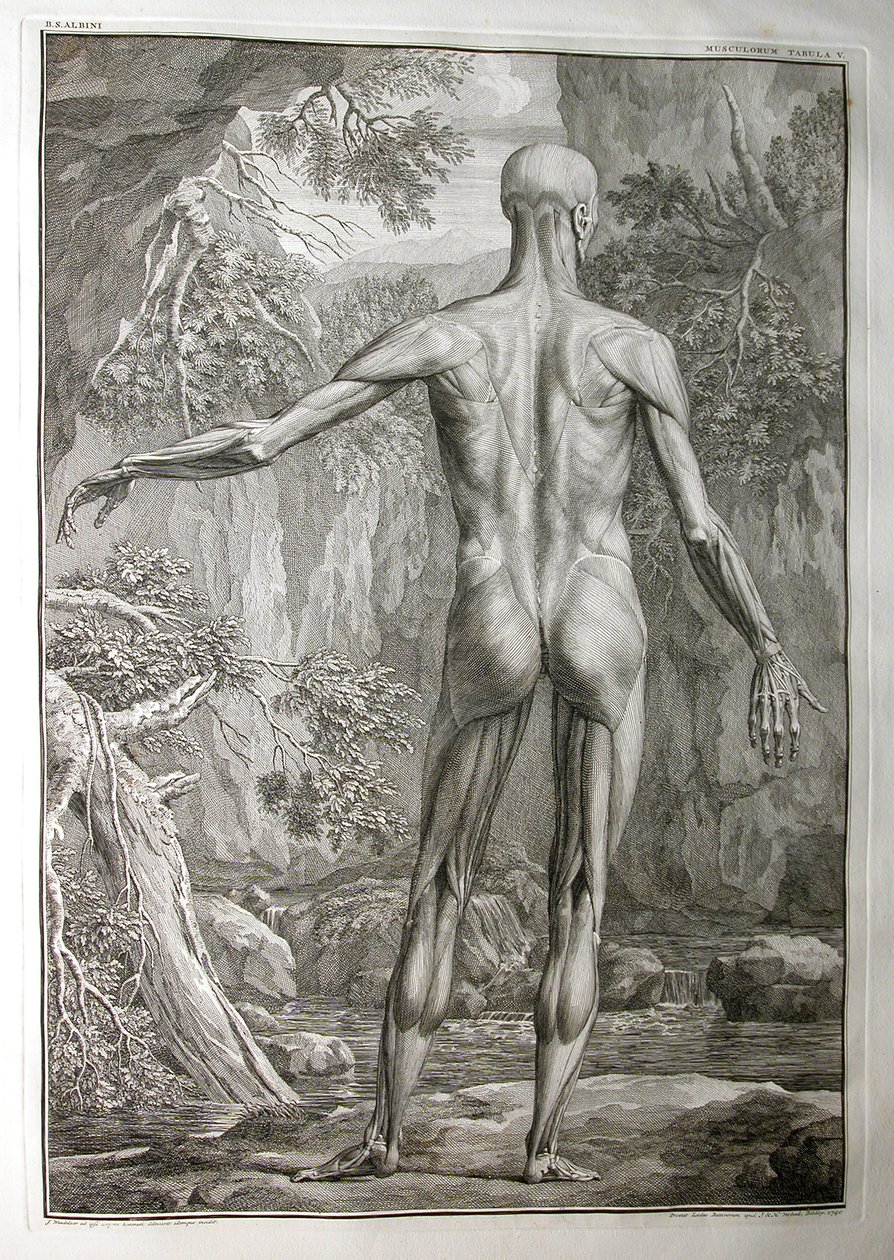Albinus I, Pl. V: Muskulatur, illustration från "Tabulae sceleti et musculorum corporis humani", av Bernhard Siegfried Albinus (1697-1770), utgiven av J.undH. Verbeek, bibliop., Leiden, 1740 (gravyr). av Jan Wandelaar