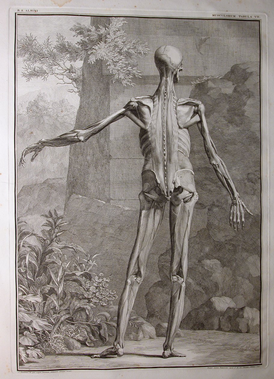 Albinus I, Pl. VII: Muskulatur, illustration från 