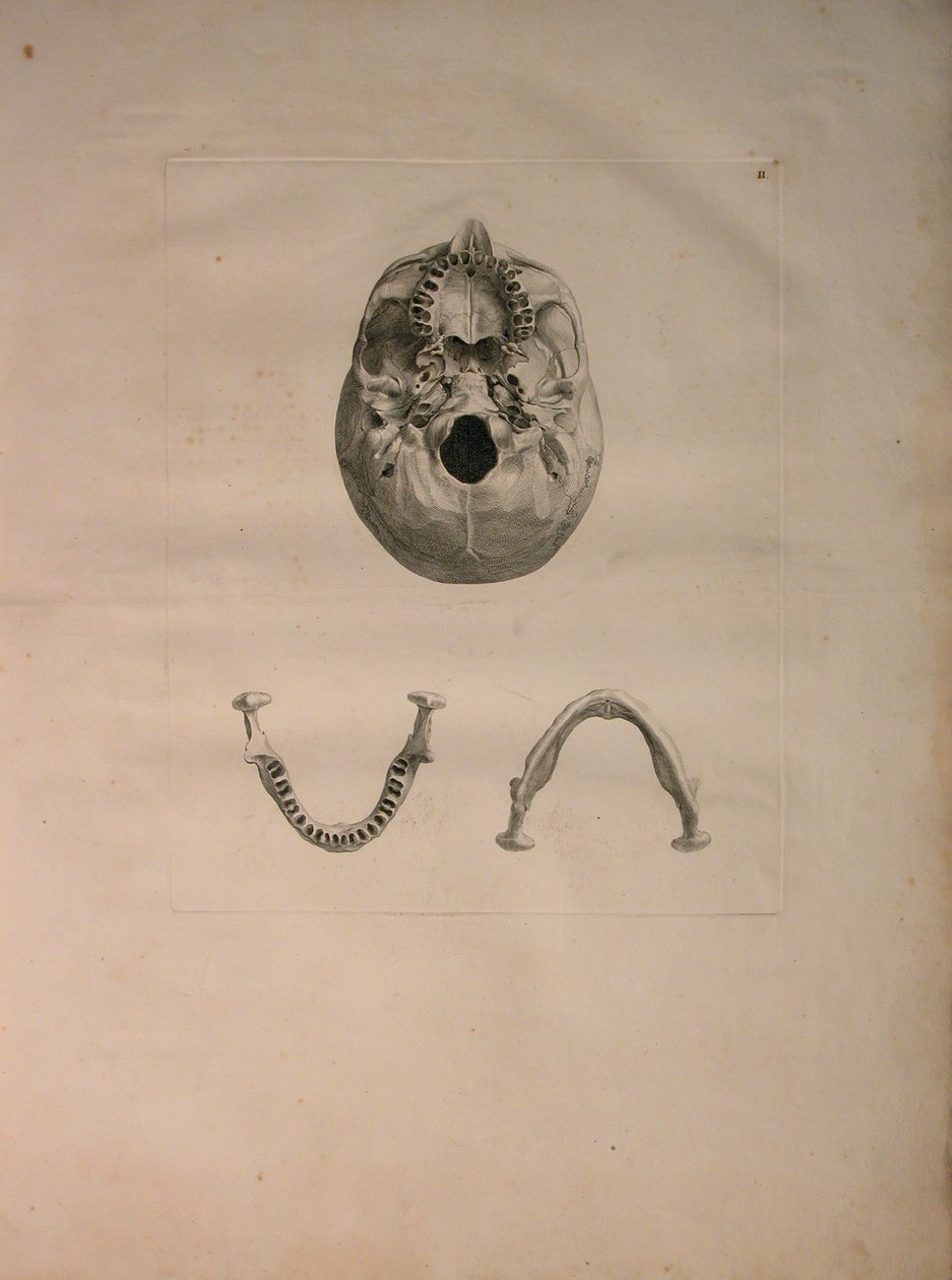 Albinus II, Pl. II, Dödskalle, illustration från 