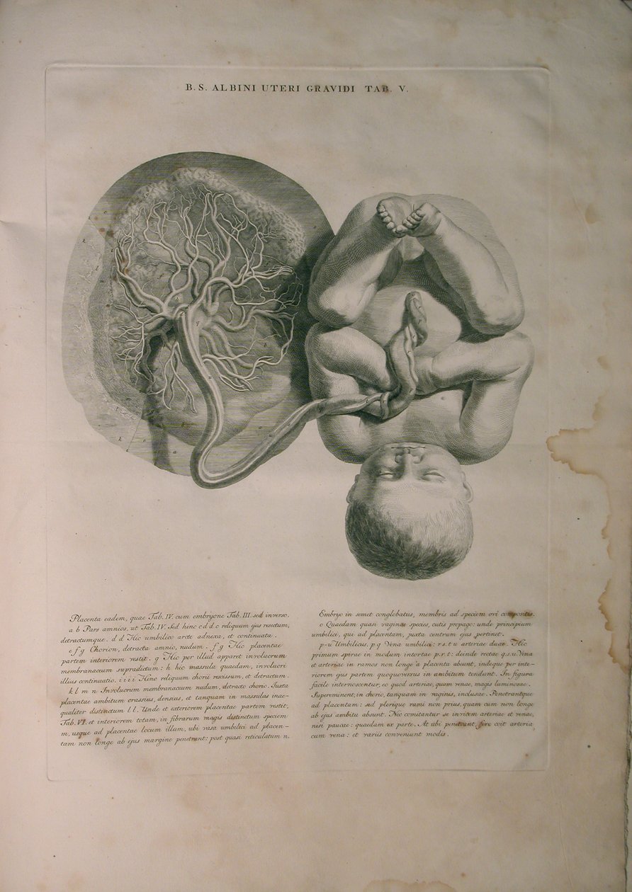 Albinus, Uterus II, Pl. V, illustration från 