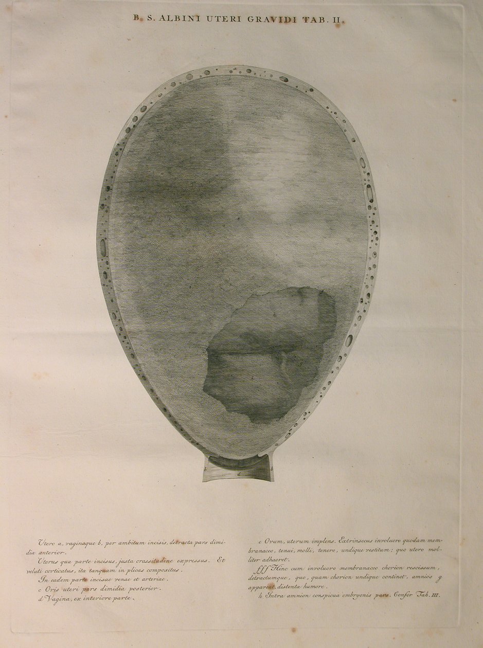 Albinus, Uterus, Pl. II, illustration från 