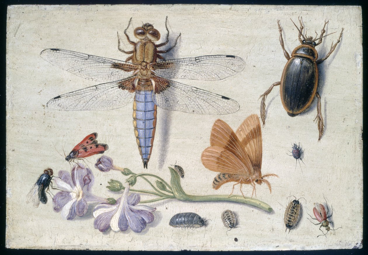 En tupp, skalbagge, skogslöss och andra insekter, med en kvist av auricula, tidigt 1650-tal (olja på koppar) av Jan van Kessel the Elder
