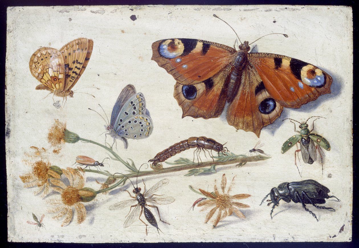 Tre fjärilar, en skalbagge och andra insekter, med en skärning av raggsträfse, tidigt 1650-tal (olja på koppar) av Jan van Kessel the Elder